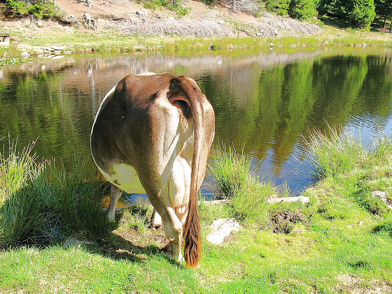 Foto Lago Mornera